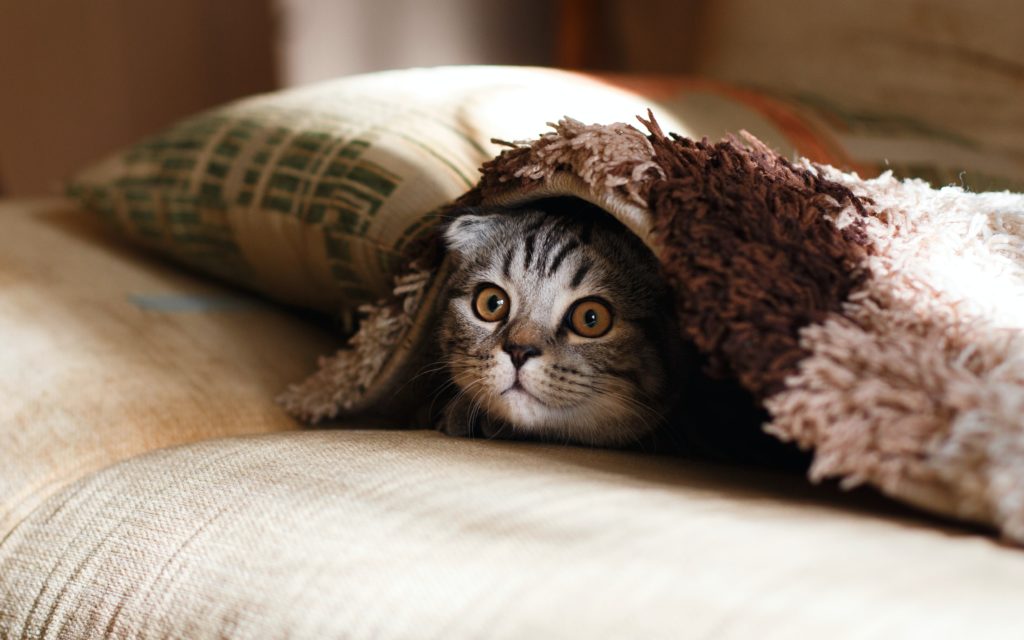 Cat under a blanket